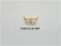 藏品(螟蛾292)的圖片